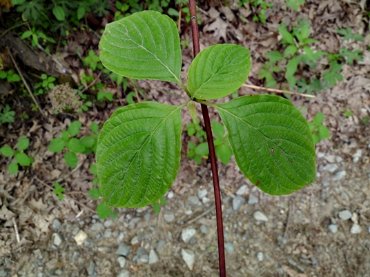 {Cornus alternifolia}